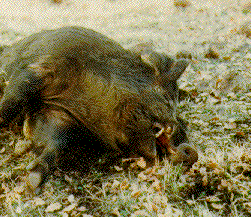 Wild Boar #2